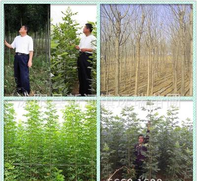 白臘樹小苗 綠化工程優選，規格齊全，量大從優